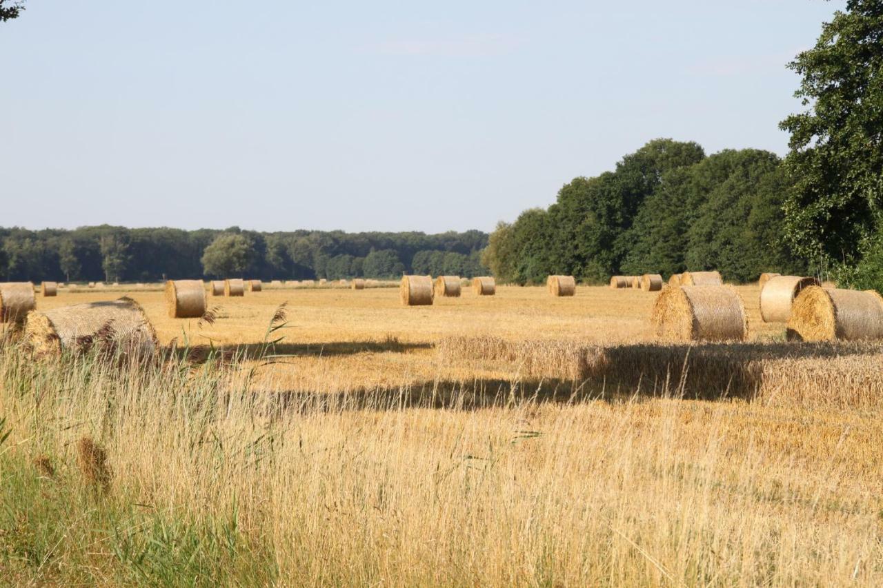 Ferienwohnung Am Elbdeich Bleckede Exteriör bild